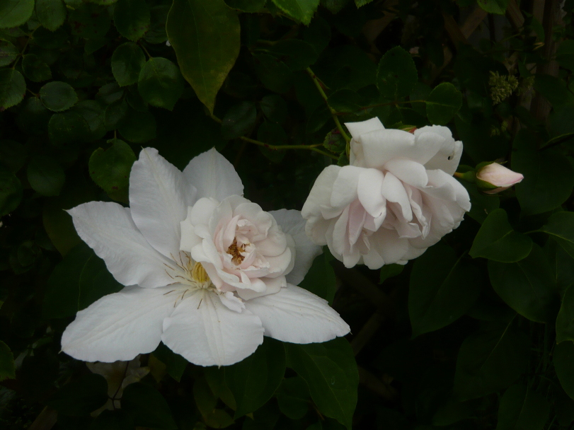 rose_und_clematis.JPG