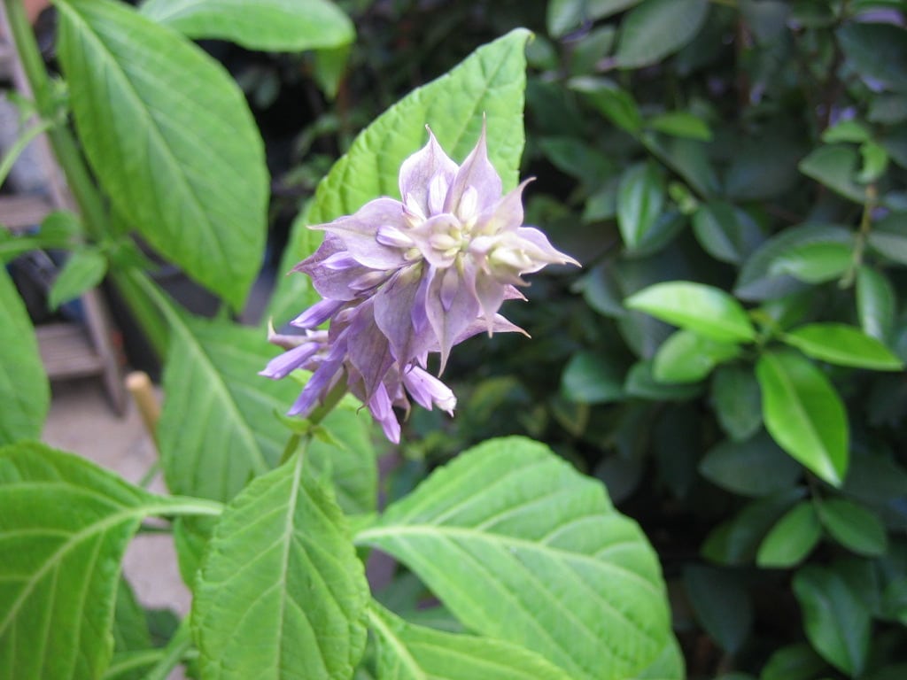 salvia.jpg