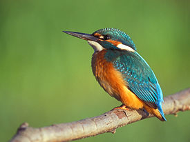 275px_Alcedo_atthis_2__Lukasz_Lukasik_.jpg