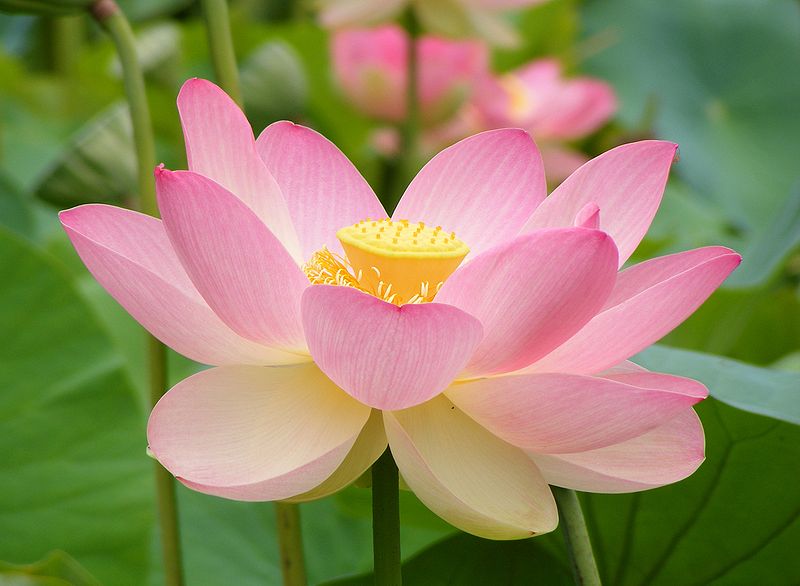 800px_Nelumno_nucifera_open_flower___botanic_garden_adelaide2.jpg