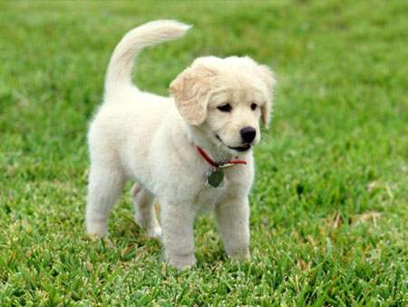 Puppy__19.jpg