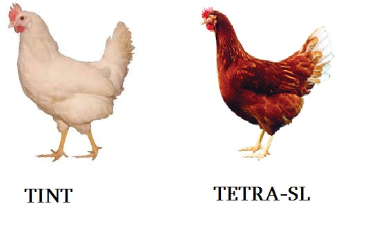 tetra.jpg