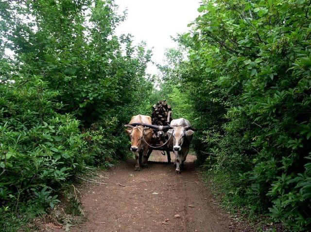 imereti__640x480_.jpg