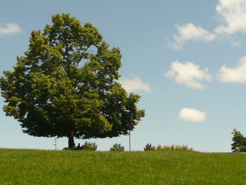 P1040824__500x375_.JPG