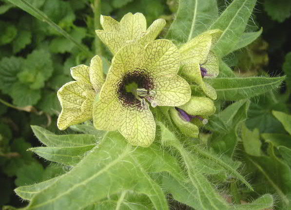 Henbane1.jpg