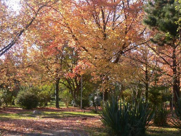 Fall__in__Sukhumi__1.JPG