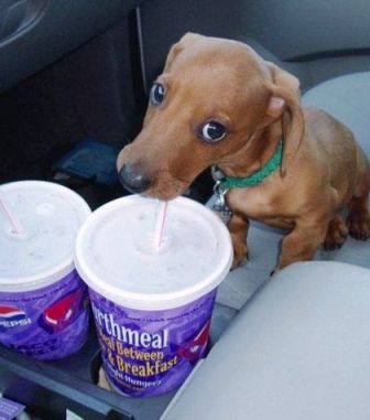dog_drink.jpg