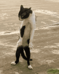 af7bc7e1106f.gif
