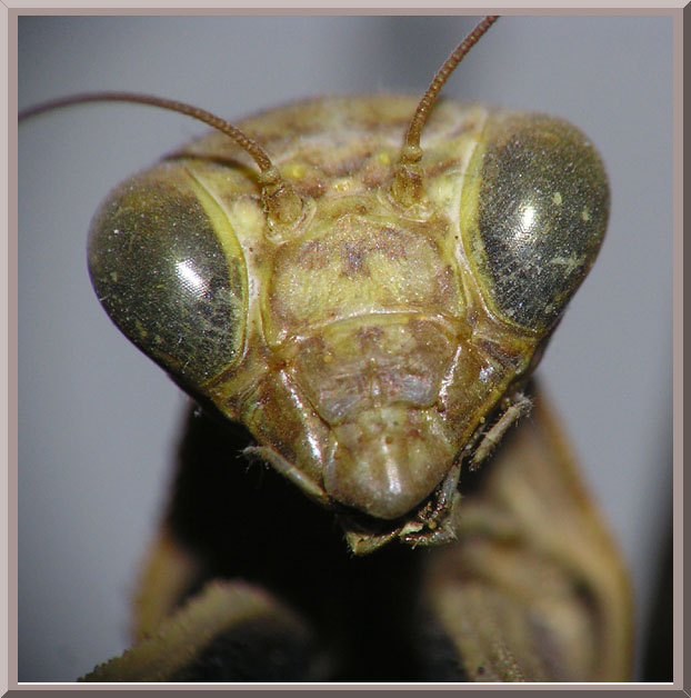 PrayingMantis3.jpg