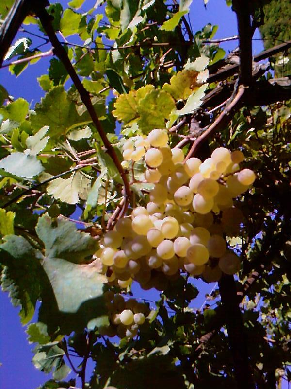 A_0513.jpg