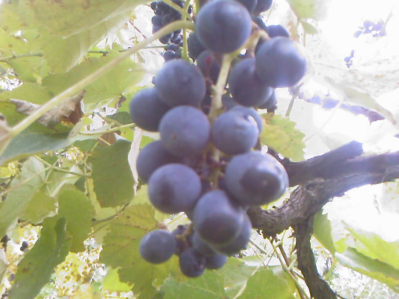 A_0494.jpg