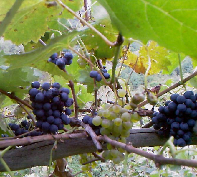 A_0492.jpg