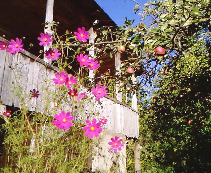 A_0515.jpg