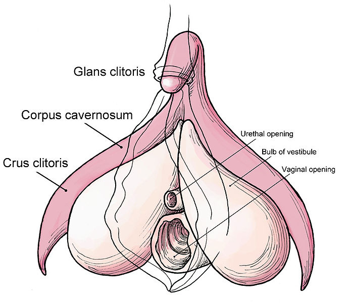 687px_Clitoris_anatomy_labeled_en.jpg