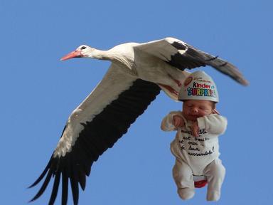 cigogne1ja.jpg