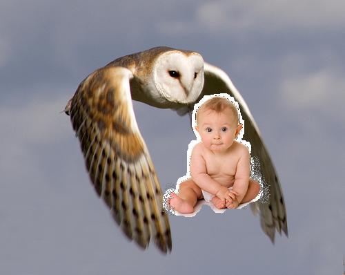barn_owl_in_flight_small.jpg