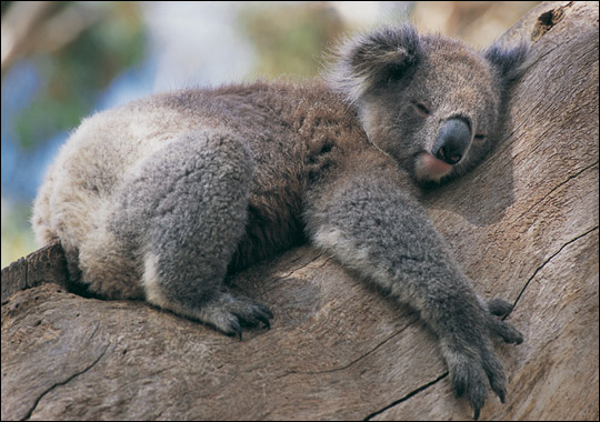 koala_zoom.jpg