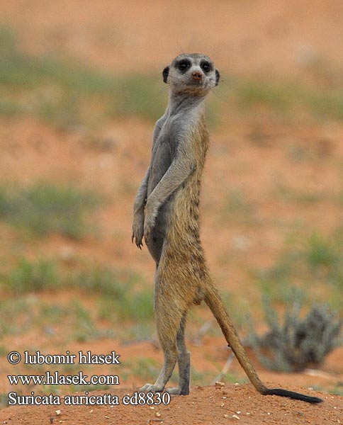 suricata_suricatta_ed8830.jpg