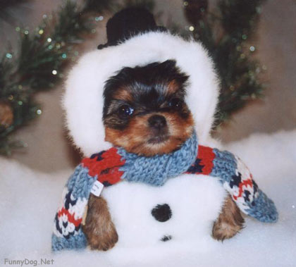 christmas_puppy.jpg