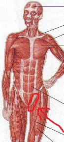 human_body_muscle_diagram.jpg