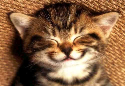 Monday_Morning_Smile___kitten___TheLaughing_Pet.jpg