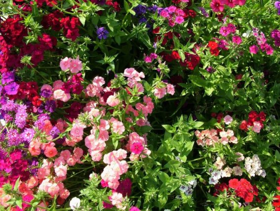 flowers_pictures.jpg