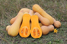 270px_Cucurbita_moschata_Butternut_2012_G2.jpg