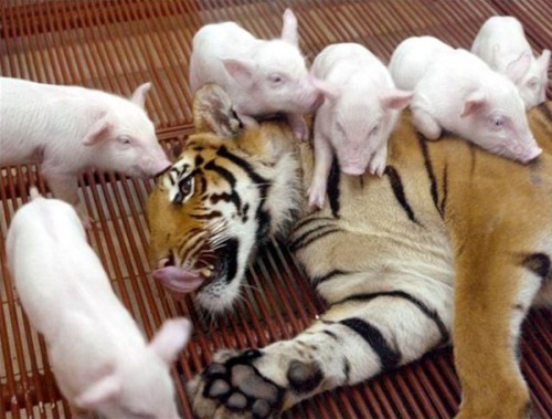 tiger_and_piglets_two.jpg