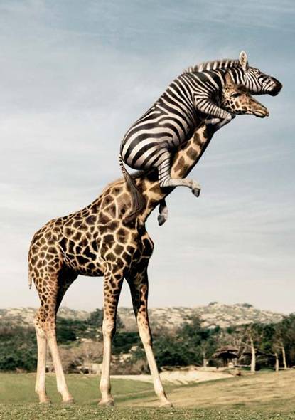 animal_fun.jpg
