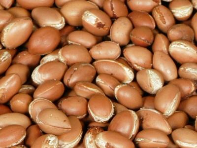 argan_seeds.jpg