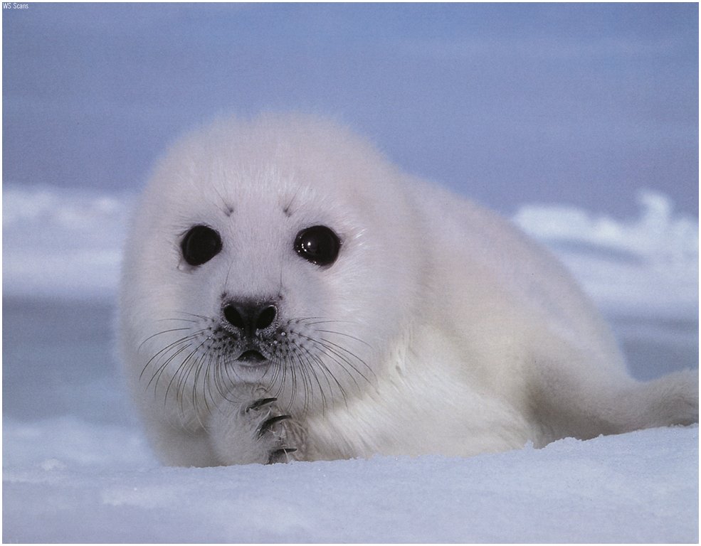 baby_seal.jpg