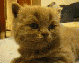 42849940_cool_gif.gif